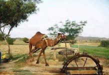 Kamel