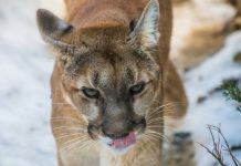 ਅਮਰੀਕਾ : ਨਿਹੱਥੇ ਬੰਦੇ ਨੇ ਜਾਨ ਬਚਾਉਣ ਲਈ ਜੰਗਲੀ ਸ਼ੇਰ ਗਲ ਘੁੱਟ ਕੇ ਮਾਰਿਆ lion Killed