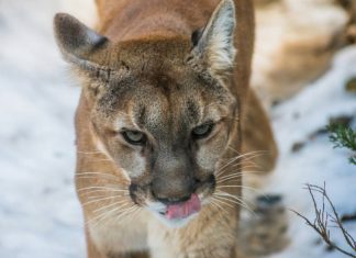 lion Killed