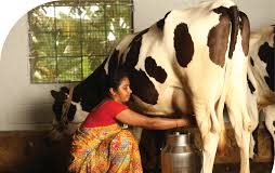 ਗਾਂ ਦਾ ਦੁੱਧ ਕਿੰਨਾ ਫਾਇਦੇਮੰਦ- ਕਿੰਨ੍ਹਾ ਨੁਕਸਾਨਦੇਹ