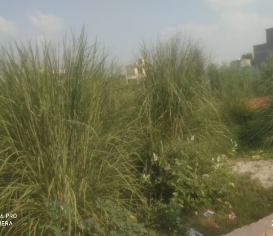 ਅਣ-ਅਧਿਕਾਰਤ ਕਲੋਨੀਆਂ ਸ਼ਹਿਰਾਂ ਦੀ ਸਫਾਈ,ਸੁੰਦਰਤਾ ਅਤੇ ਸਰੂਪ ਵਿਗਾੜ ਕੇ , ਸਹਿਰਾਂ ਨੂੰ ਗੰਦੇ ਸ਼ਹਿਰਾਂ ਦੇ ਦਰਜੇ ਦੁਆਉਣ ਲੱਗੀਆਂ