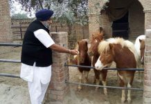 ਸੁਖਬੀਰ ਬਾਦਲ ਕੋਲ 98 ਲੱਖ ਦੇ ਘੋੜੇ ਤਾਂ ਹਨ ਪਰ ਕਾਰ ਕੋਈ ਨੀਂ