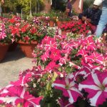 14 March 2022 Spirng Festival Beings at GNDU 2